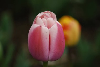 Baharın güneşli gününde bahçede büyüyen güzel lale çiçekleri.