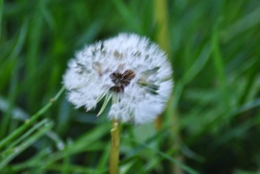 çim Karahindiba çiçeği