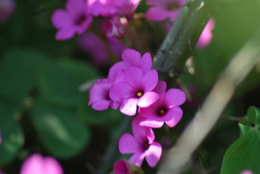 Pembe odun gülü çiçekleri doğal bahçe ışığında