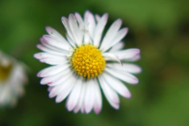 Bahçedeki beyaz çiçek