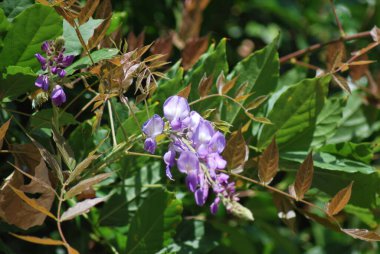 Mor çiçekli çalıların çiçekleri. Çiçek bir çalılıktır.