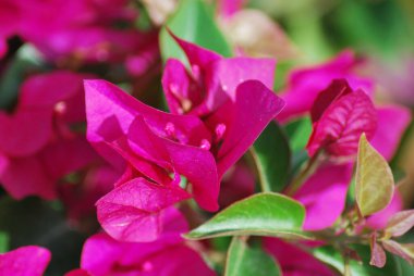 Doğa bahçesinde yeşil yapraklı pembe çiçek