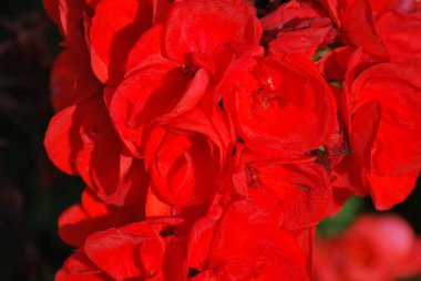 Bahçedeki kırmızı çiçekler