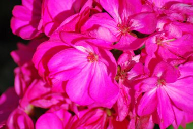 Yazın pembe çiçeklere yakın.