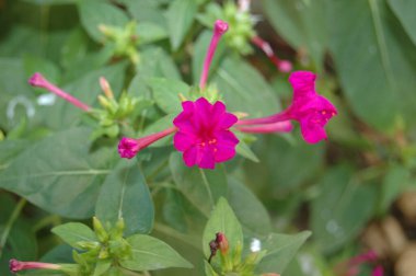 Bahçedeki pembe çiçek