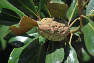 gündüz açık büyüyen renkli çiçekler yakın