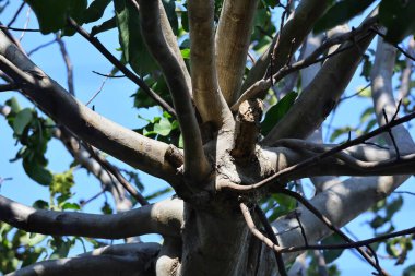 Doğadaki ağacın dalları..