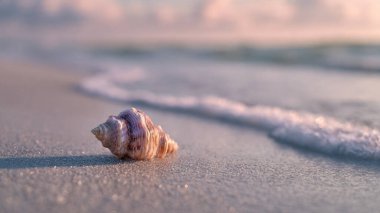 Gün batımında sahilde deniz kabuğu