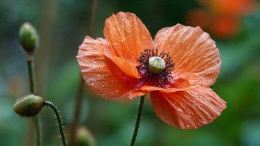 Güzel botanik fotoğrafı, doğal duvar kağıdı.