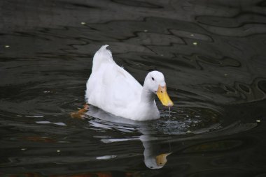 güzel kuğu gölde Yüzme