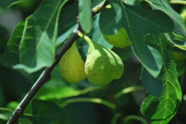Olgun meyveli yeşil mango ağacının yanına.