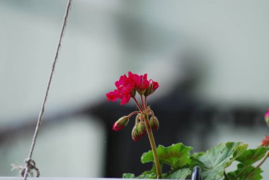 Bahçedeki güzel çiçekler