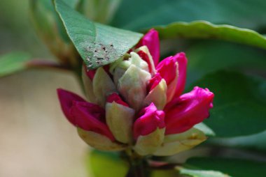 Bahçedeki güzel pembe çiçek