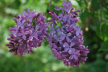 Bahçedeki güzel çiçekler