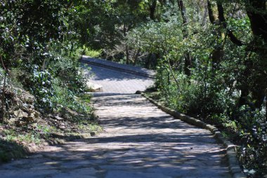 Ormanın ortasında, dağ yolu olan dar bir yol..