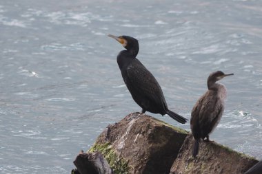 Güzel kuşların manzarası