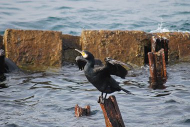Karadeniz martıları (karabatak) )