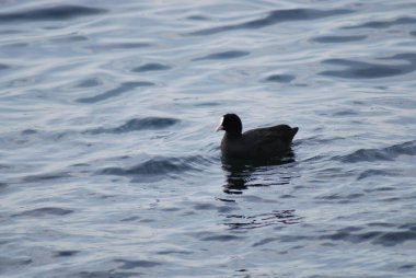 bir göl üzerinde ördek