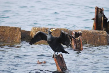 Karabatak, morakroaks falakrokarbo, suda tek kuş, Norveç, 2017
