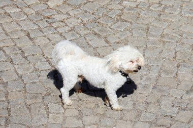 Güneşli bir bahar gününde parkta bir köpek.