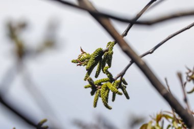 İlkbaharın başlarında Ceviz Ağacı Catkins 'in Kapanışı