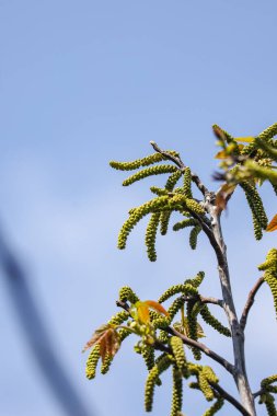 İlkbaharın başlarında Ceviz Ağacı Catkins 'in Kapanışı
