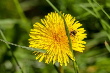 Bal arısı Parlak Sarı Karahindiba Çiçeğinde Polen Topluyor