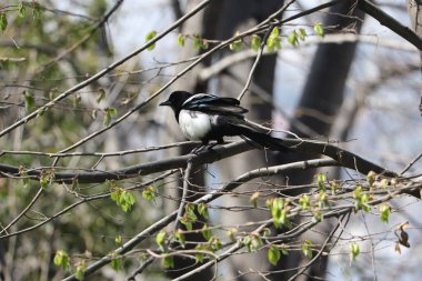 Ormandaki bir ağacın dalındaki kuş..