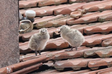Güvercinler evin çatısında.