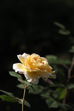 Bahçedeki güzel güller