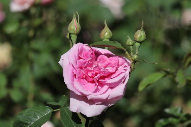 Bahçede güzel bir gül