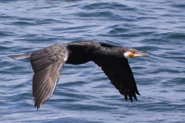 Karadeniz martısı (falicus carus) )