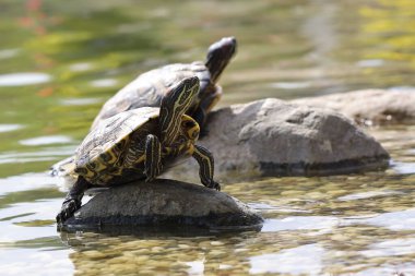 Kırmızı kaplumbağa suyun içinde..