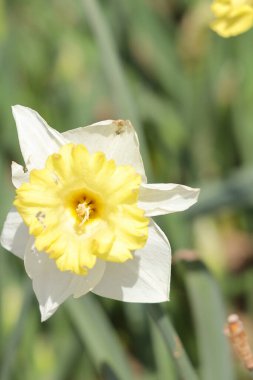 close - up of a beautiful white daffodil in bloom.