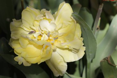 Bahçedeki güzel çiçekler