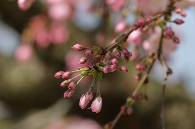 Bahçedeki güzel pembe çiçekler