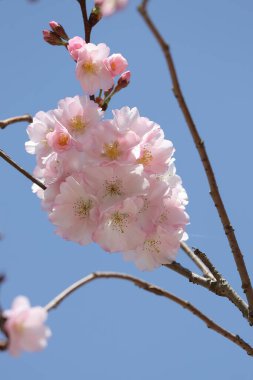 Bahçede güzel bahar çiçekleri