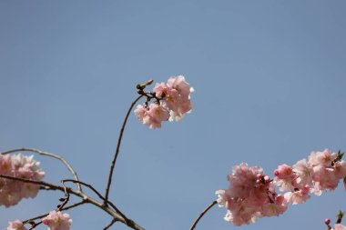 Bahçedeki güzel pembe sakura çiçekleri