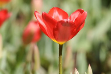 Baharın güneşli günlerinde bahçede büyüyen güzel laleler.