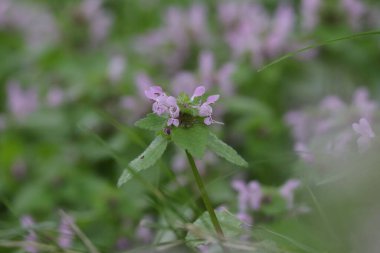 Bahçedeki güzel çiçekler