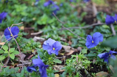 Bahçede mavi Hercai Menekşe