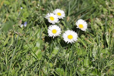 Bahçedeki papatyalar