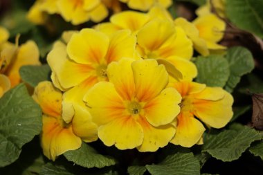 Kapatın güzel çiçekleri