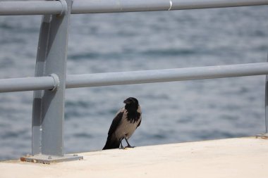 Denizdeki iskelede martı.