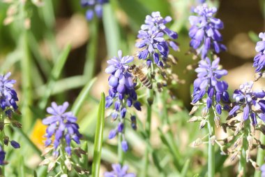 Bahçedeki güzel mor çiçekler