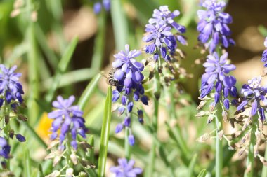 Bahçede bahar çiçekleri