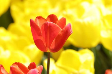 Bahçedeki renkli Lale