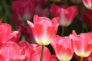 Bahçede büyüyen güzel laleler