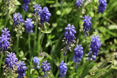 Bahçedeki güzel mavi çiçek
