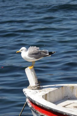 Limandaki iskelede martı